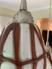 Baked on fruit flies on the fixture