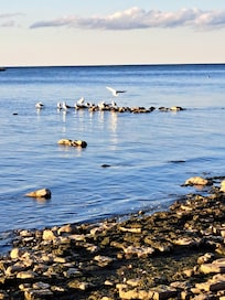 Wildlife