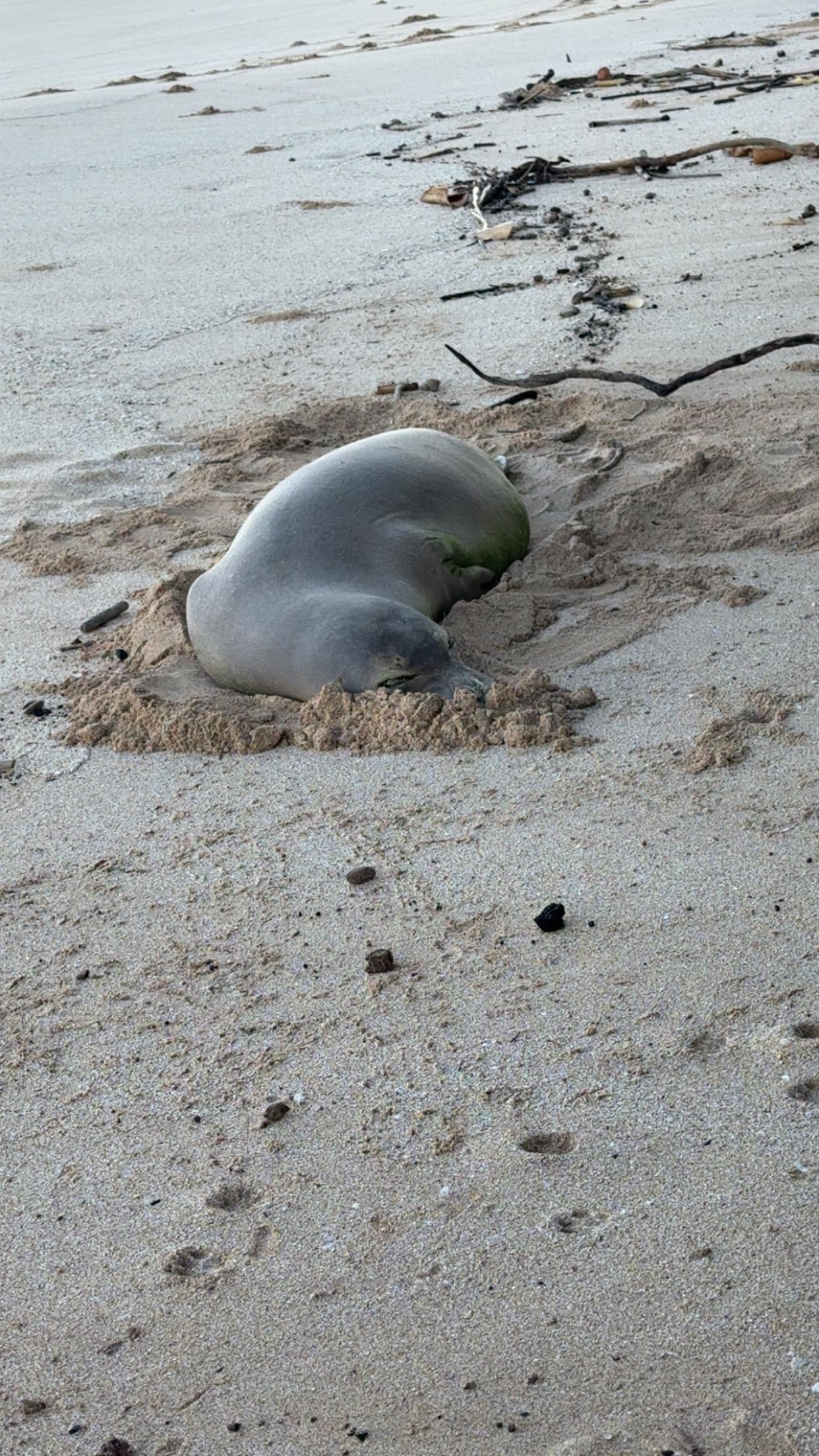Sea lion just down the stairs to the beach! 