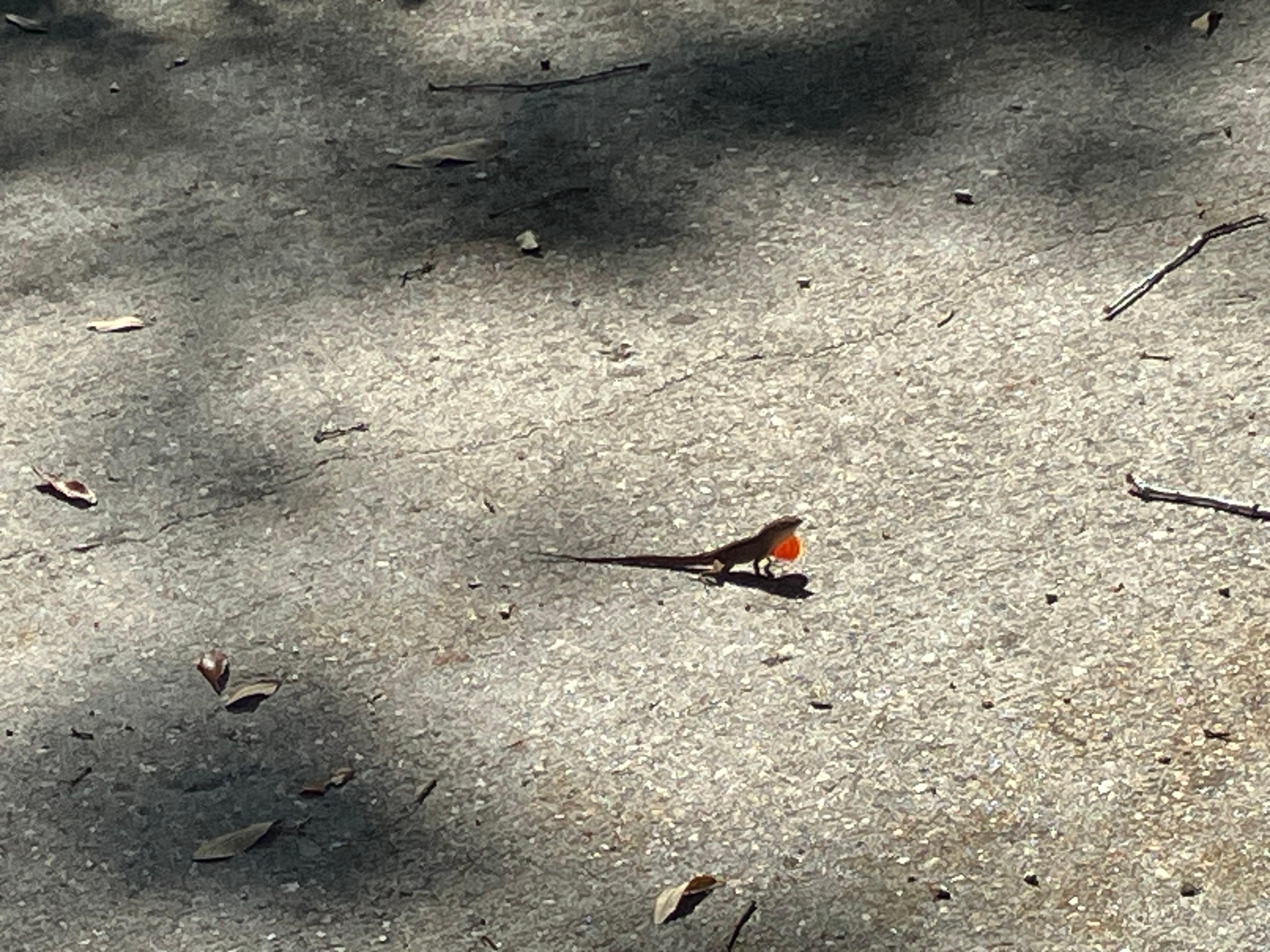A little creature on the patio. 
