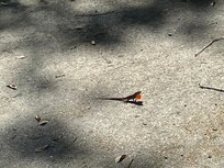 A little creature on the patio.