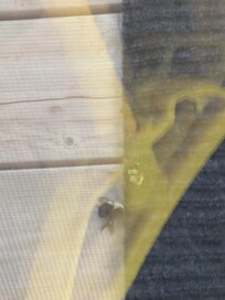 The one that stung me