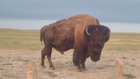 Bison in the Badlands.
