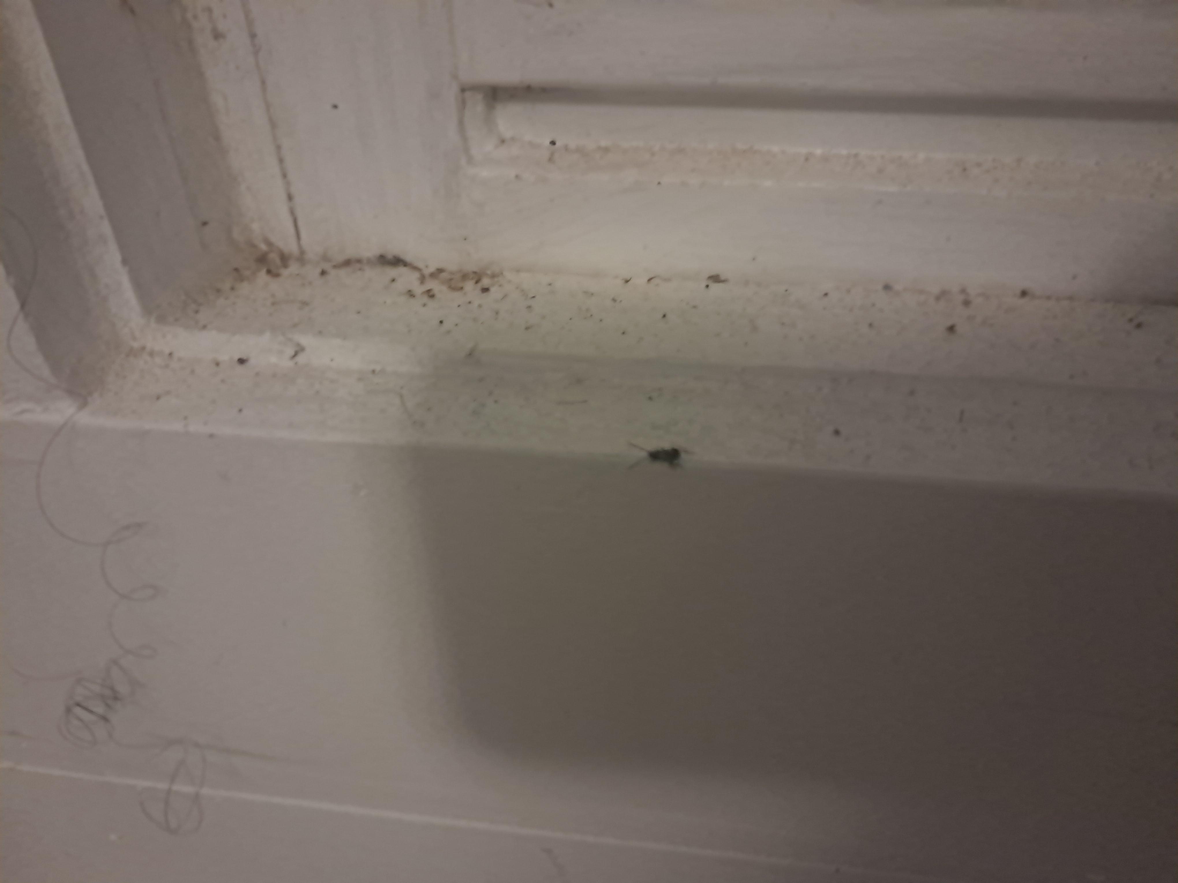 Roaches from the neighbors