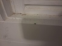 Roaches from the neighbors