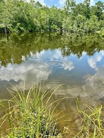 Swampy area along rode with the baby alligator