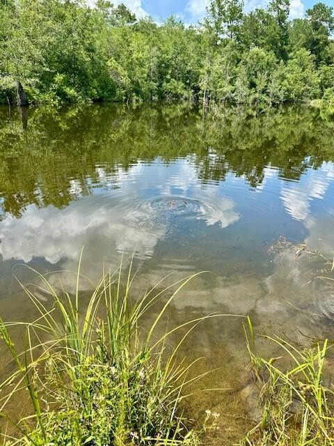 Swampy area along rode with the baby alligator
