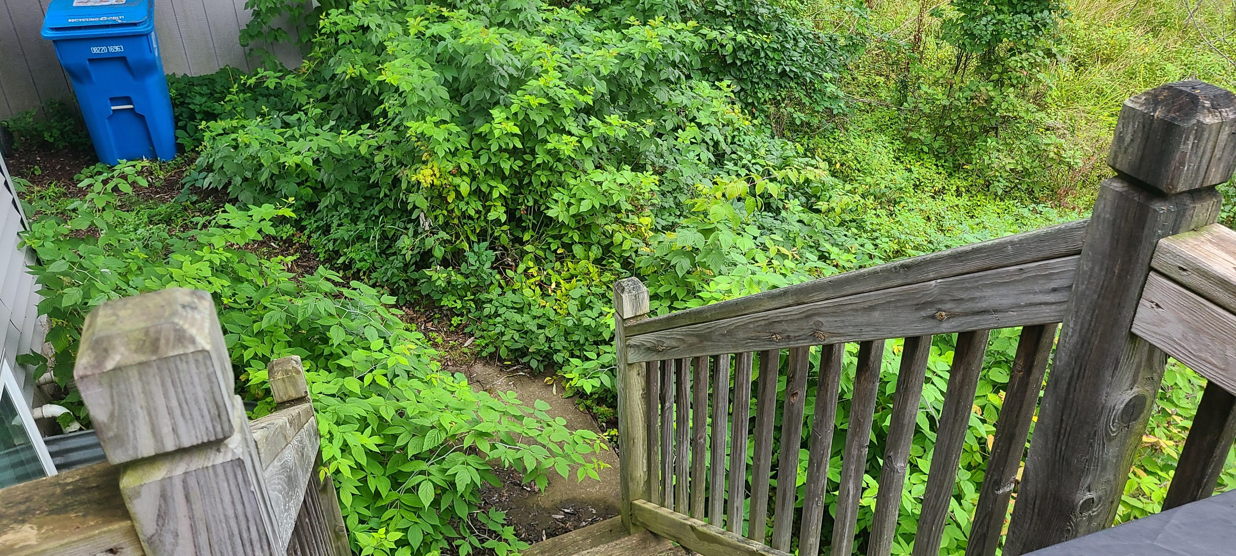 Back stairs leading to overgrowth