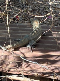 Resident iguana