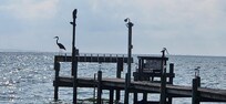 Heron (?) on dock on the Potomac from front yard.