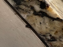 Roach on the counter