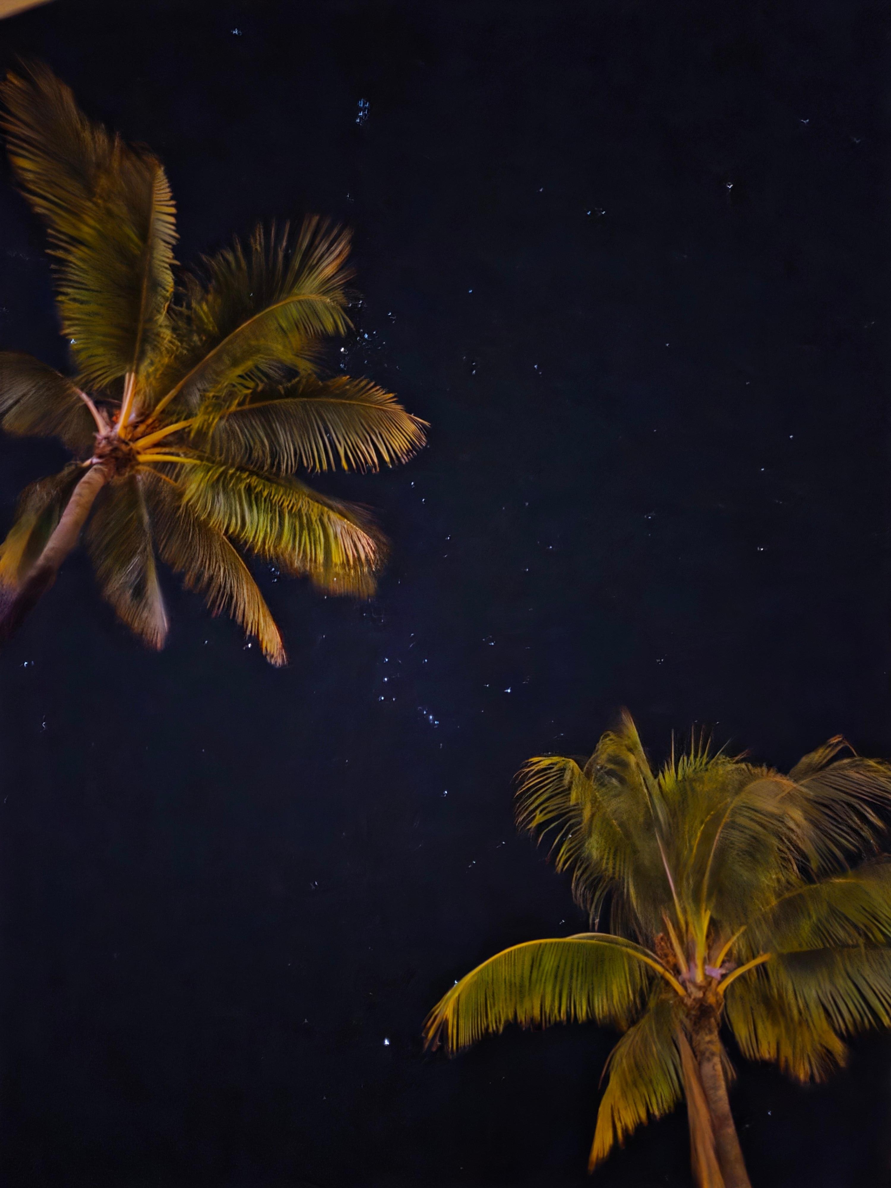 Clear celestial views thru the palm trees