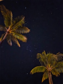 Clear celestial views thru the palm trees