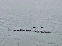 Geese in a gaggle
