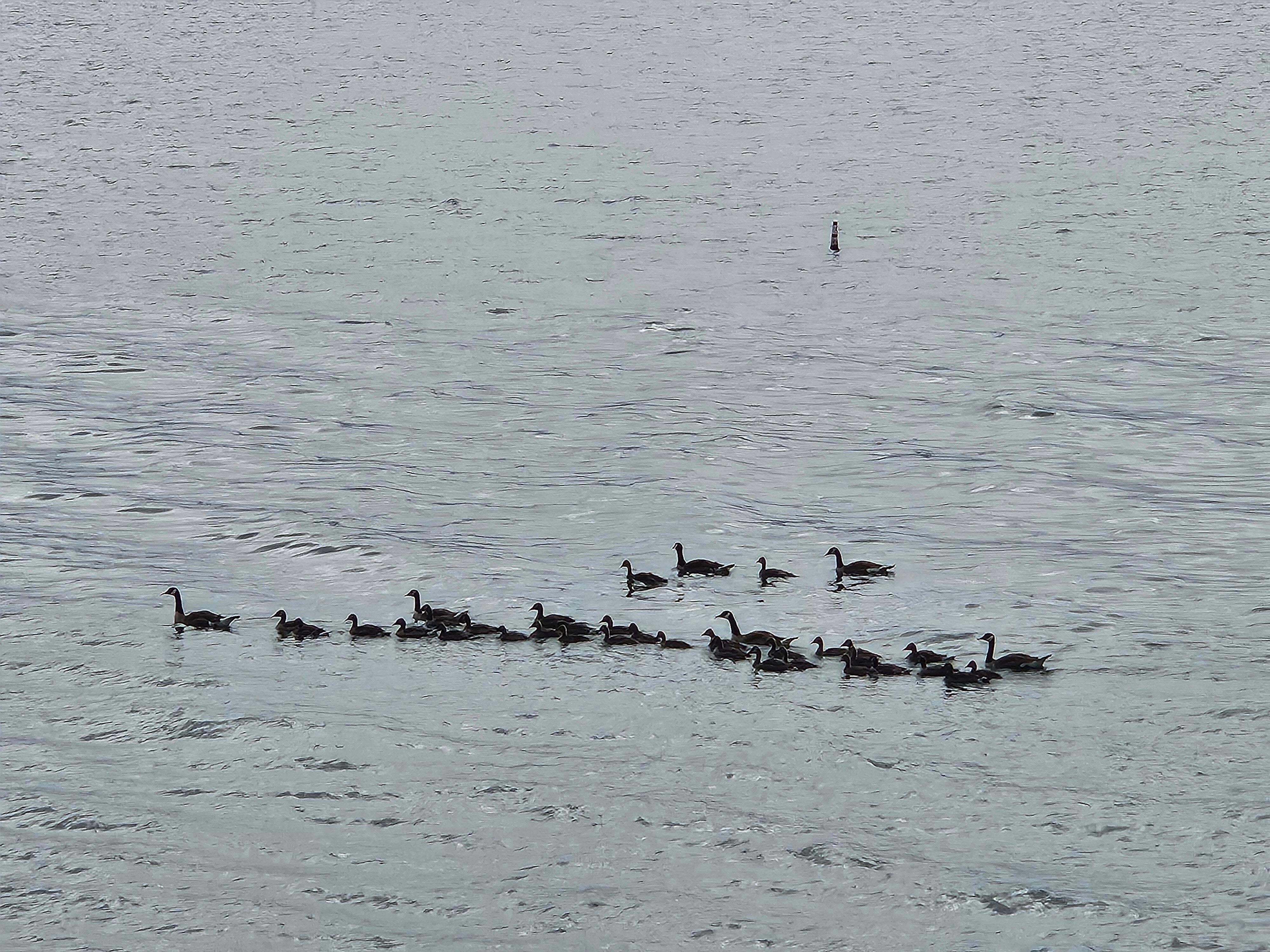 Geese in a gaggle