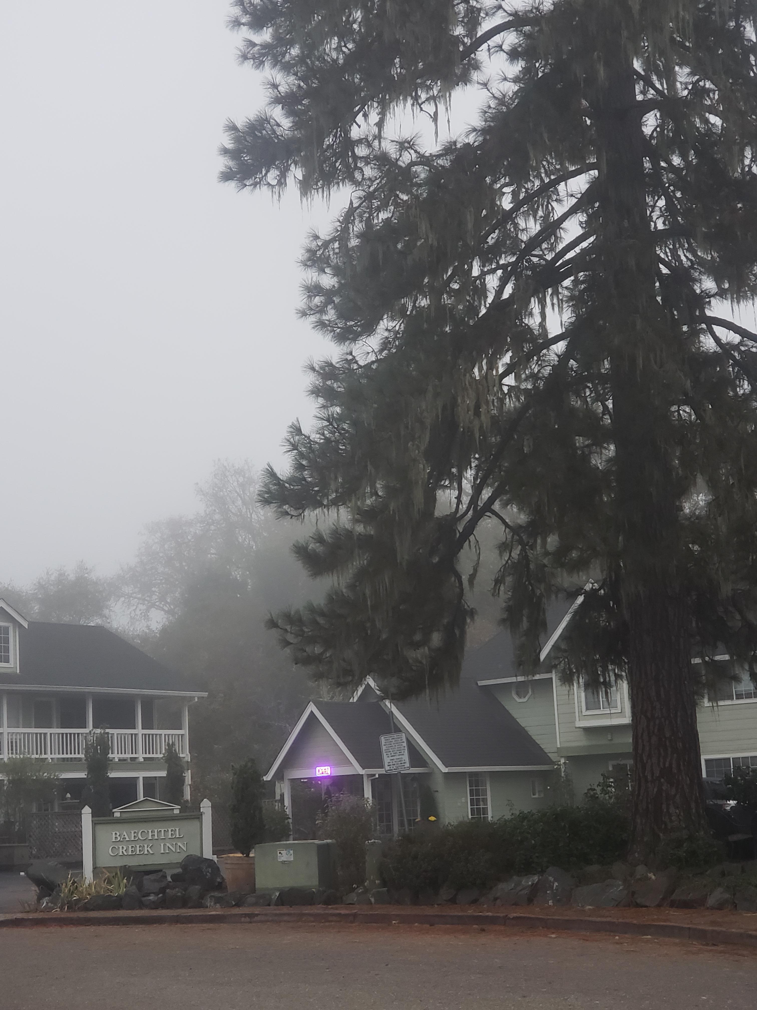 Taken from just off the property on early morning walk. At night, there are lights in the tree and gazebo