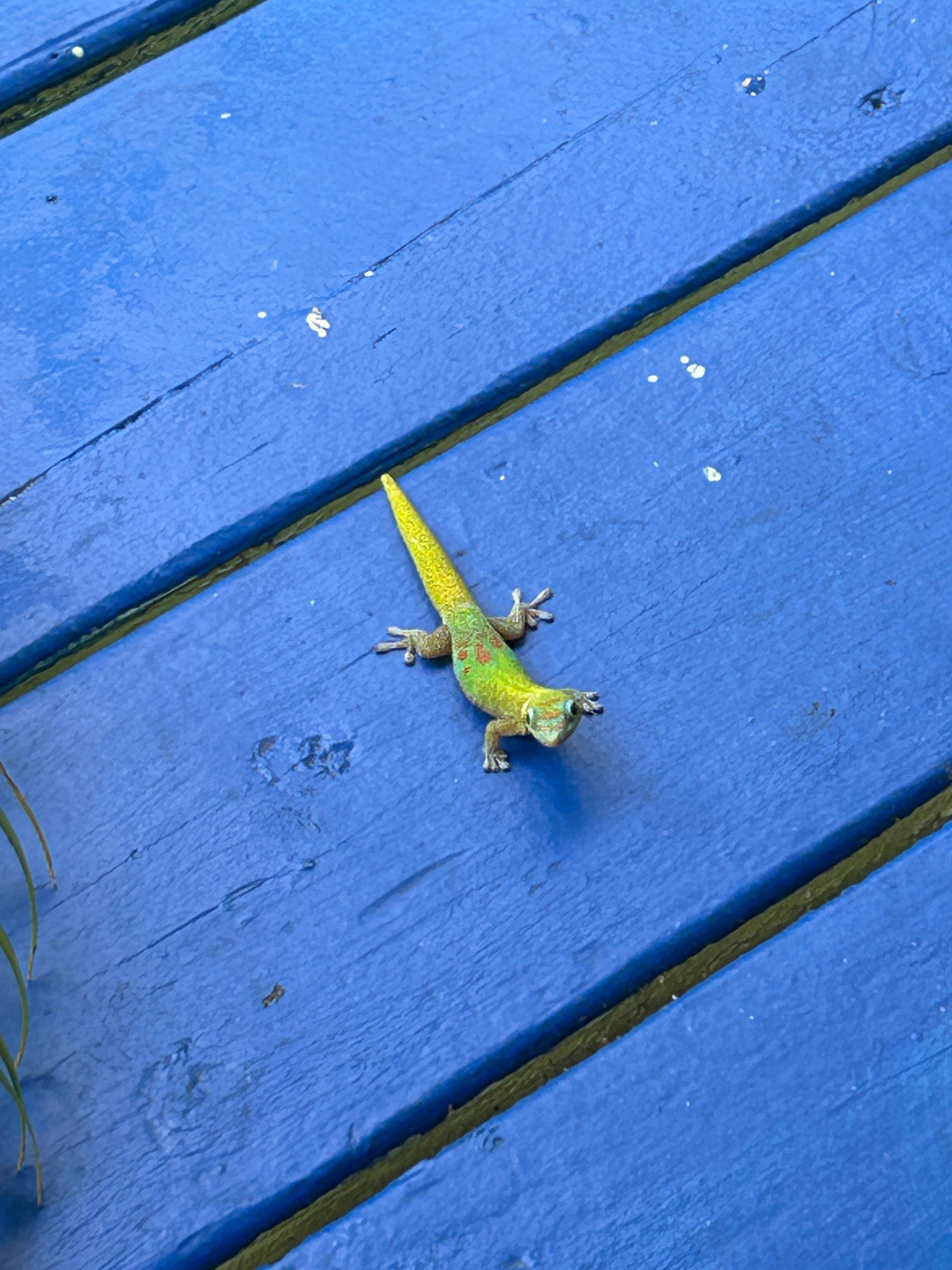 We saw 3-6 friendly geckos each morning. Coming up to our table top to check out our food 
