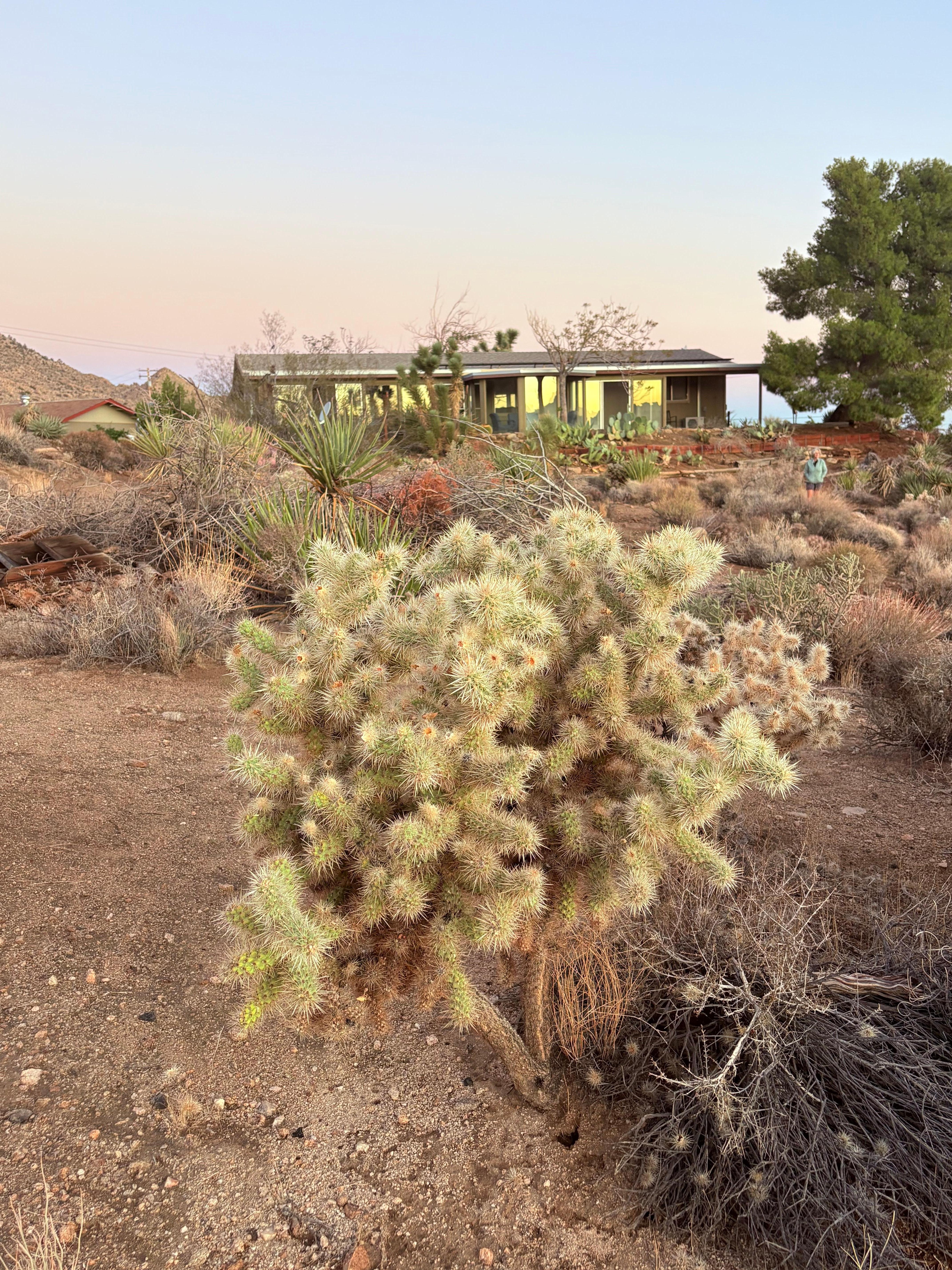 Cholla cactus in tuin