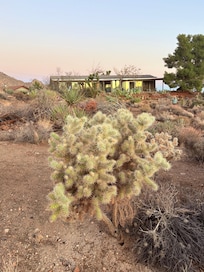 Cholla cactus in tuin