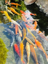 The koi fish