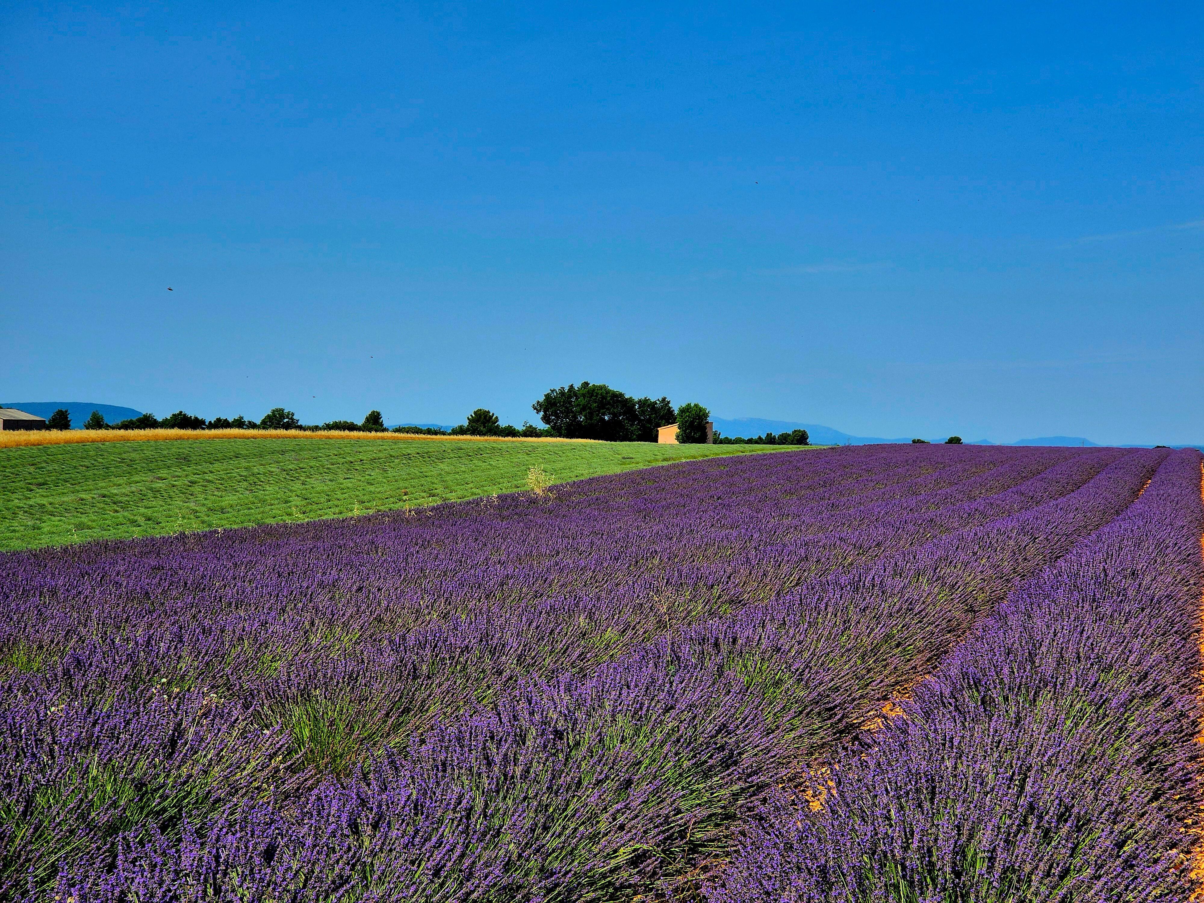 Ausflug zu den Lavendelfeldern auf dem Hochplateau Valensole.