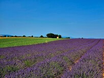 Ausflug zu den Lavendelfeldern auf dem Hochplateau Valensole.