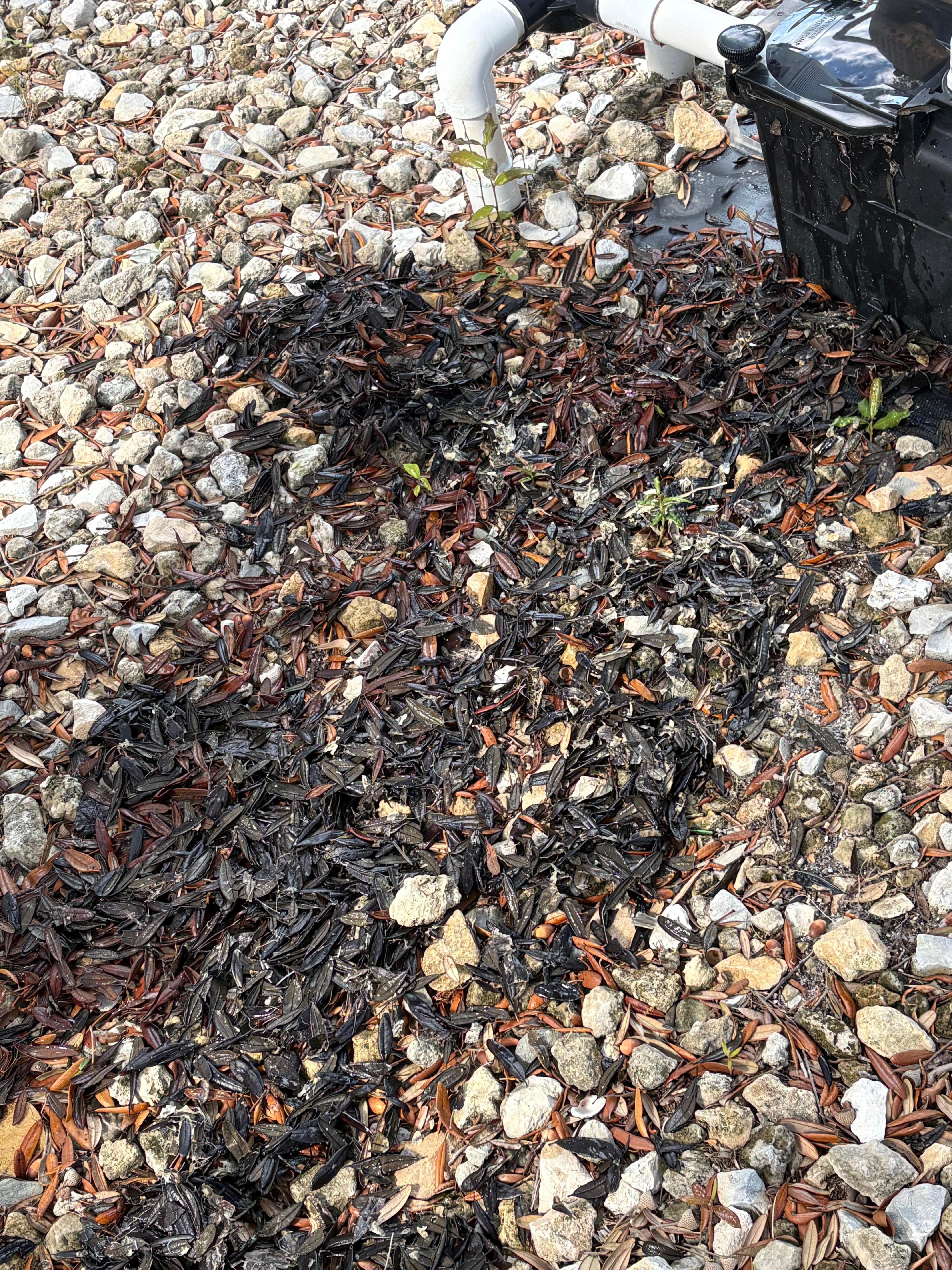 junk pulled from filter basket the day the pool guy was there.  after I cleaned this out the water was circulating more into the pool 