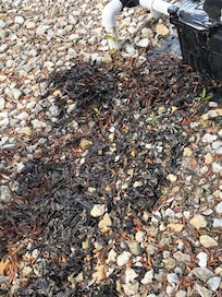 junk pulled from filter basket the day the pool guy was there. after I cleaned this out the water was circulating more into the pool