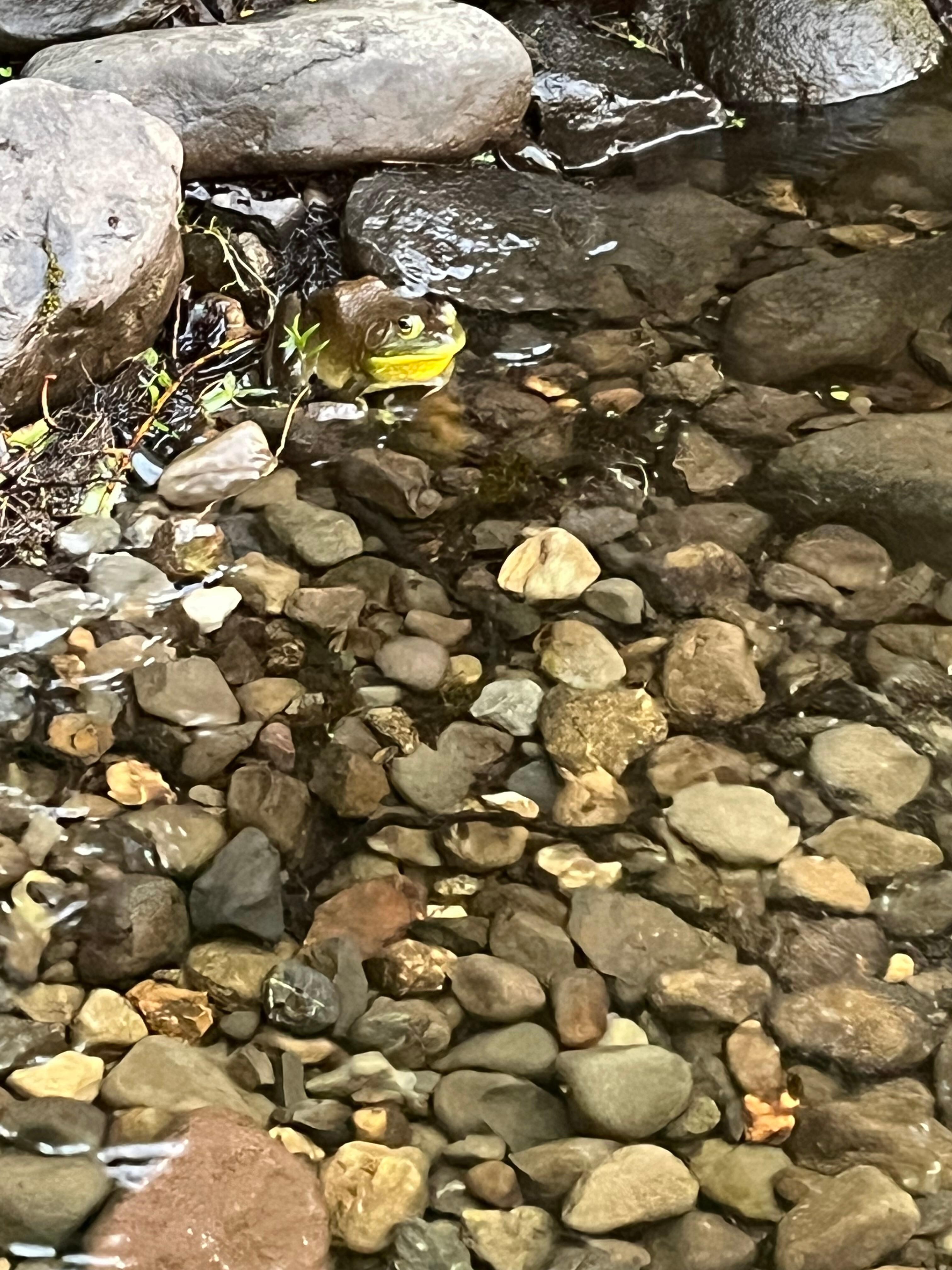 Friendly frog handing out near the shoreline.  