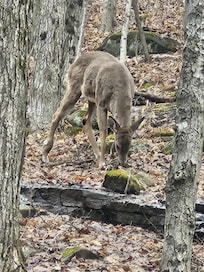 Deers grazing 20 feet from the cabin.