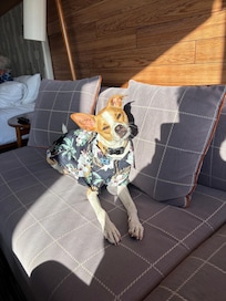 Dog friendly rooms!