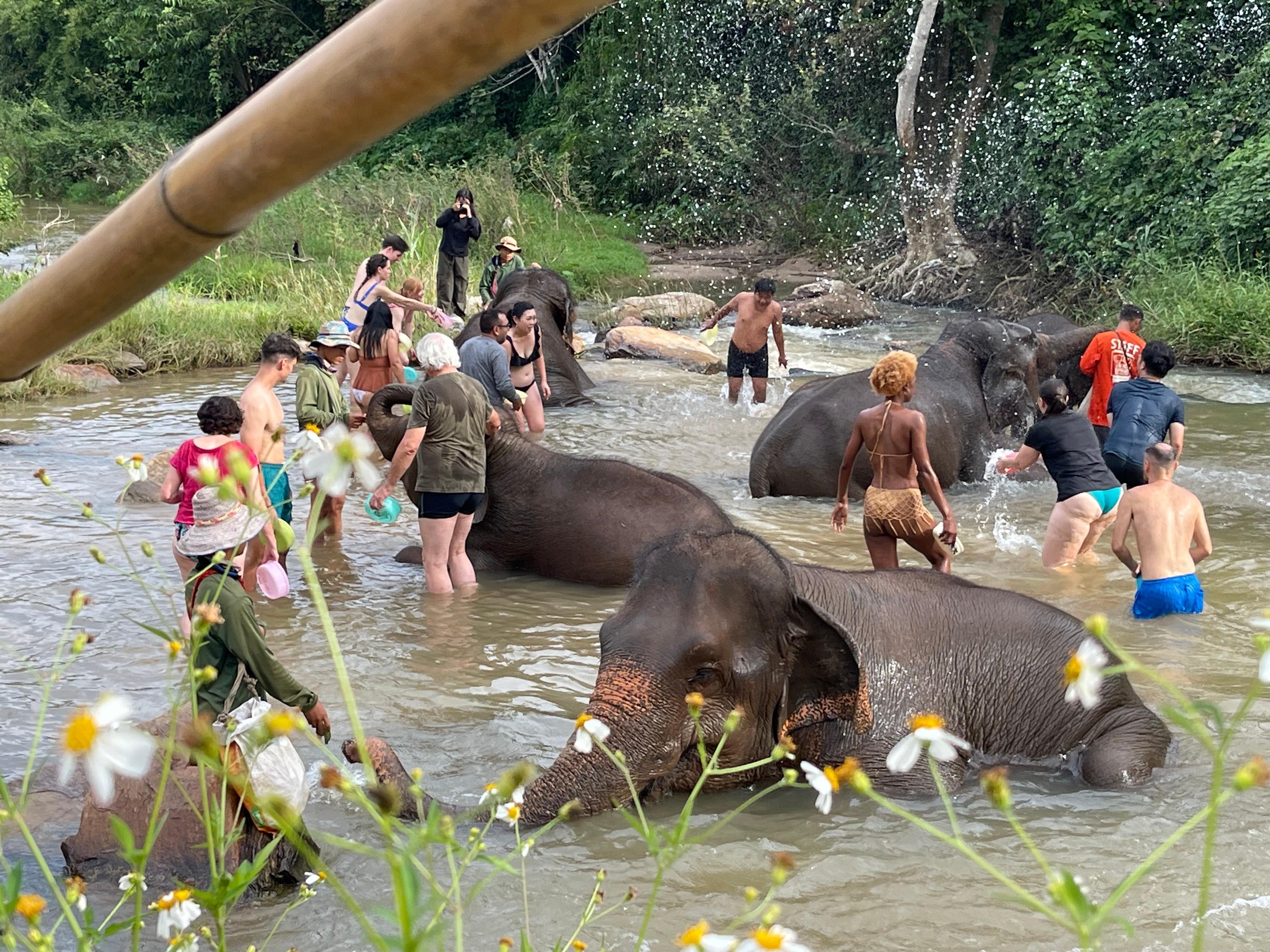 Elephant Jungle Sanctuary
