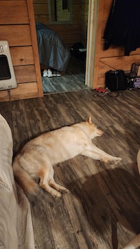 Our dog Copper was pooped after day one of riding!