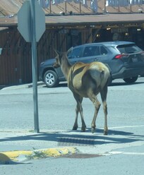 Elk wander the streets
