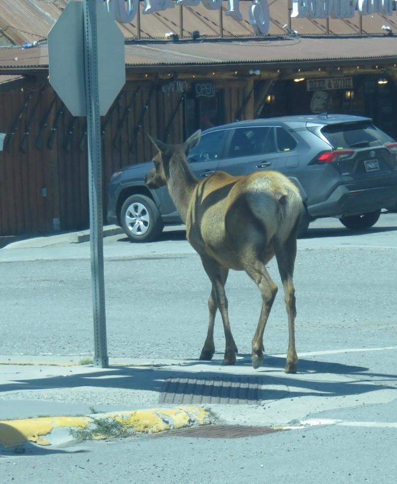 Elk wander the streets 