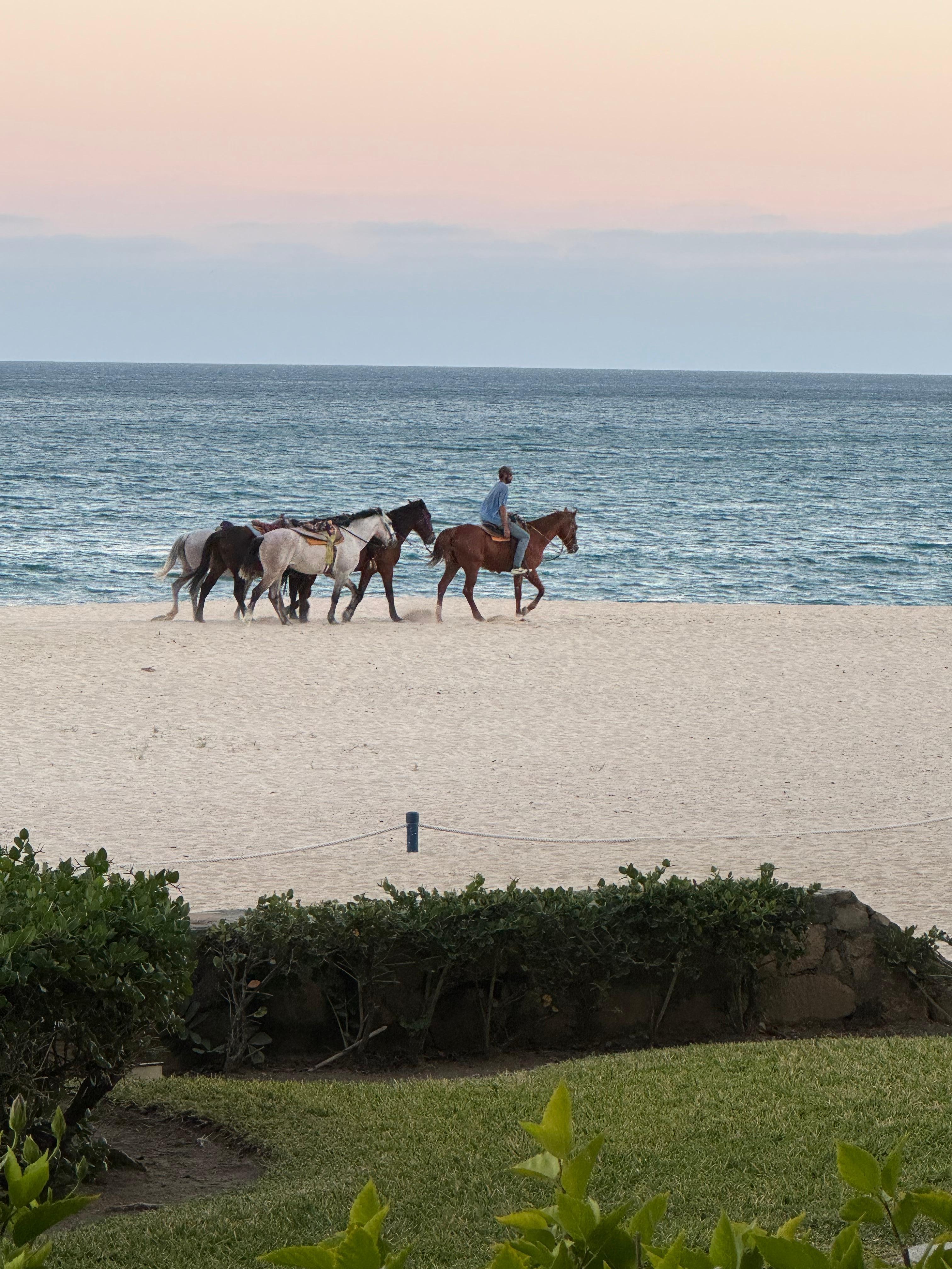 Horse rides available on the beach (starting from town)