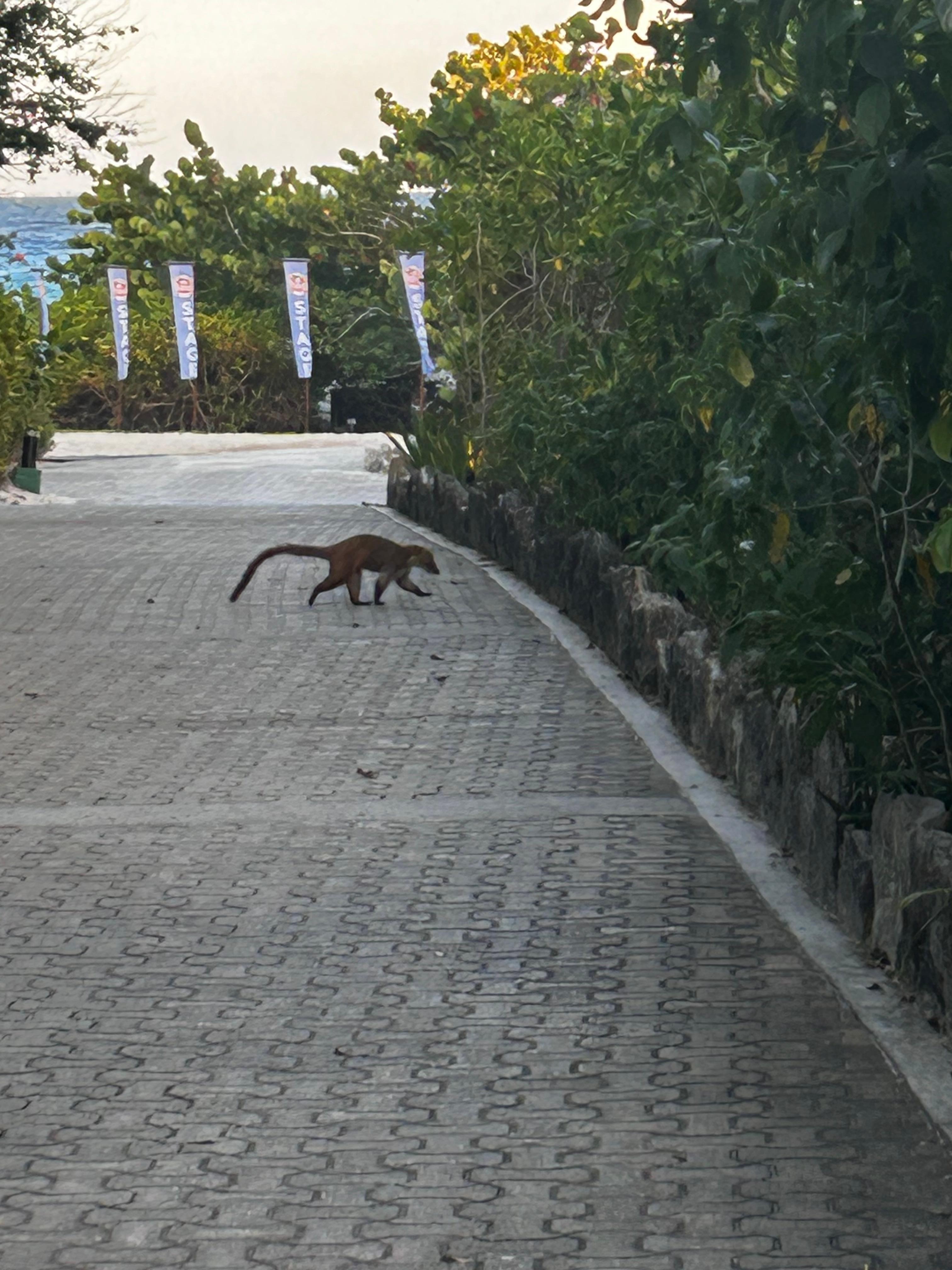 Resort animals
