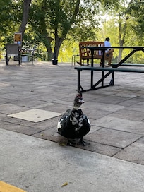 Duck came up for a visit!