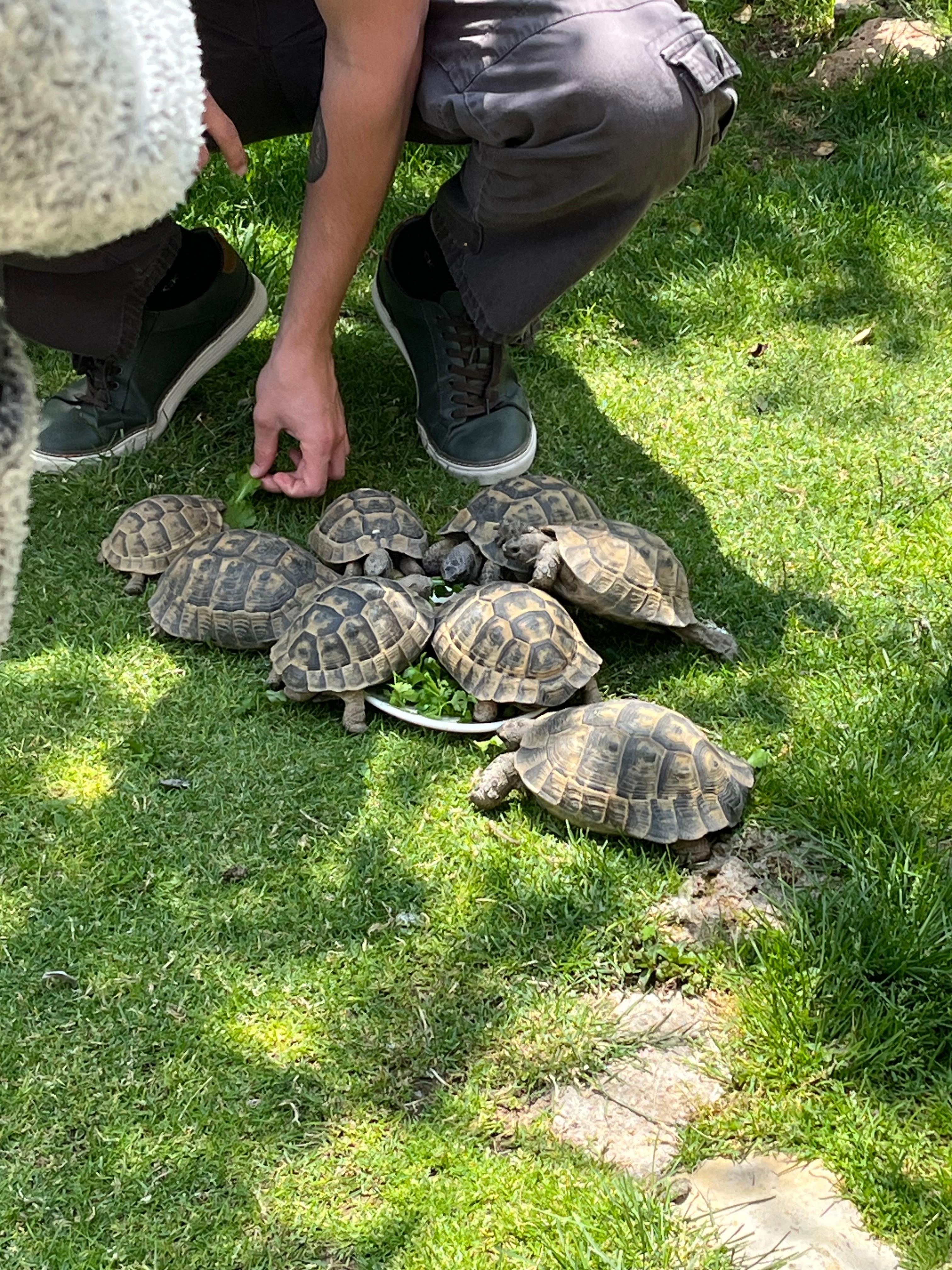 Turtle farm on the property 