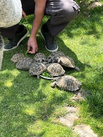 Turtle farm on the property