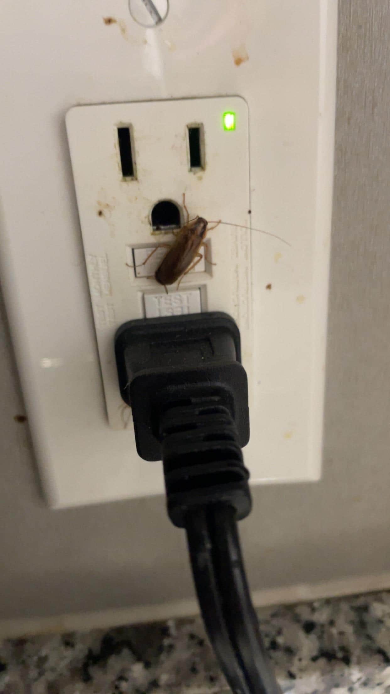 Cockroach crawling in and out of outlet 