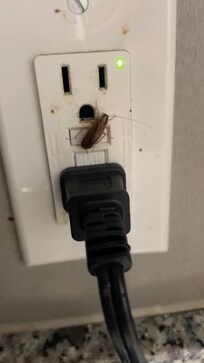 Cockroach crawling in and out of outlet