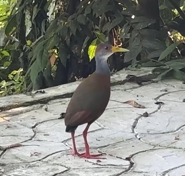 Russet-naped Wood Rail