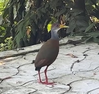 Russet-naped Wood Rail