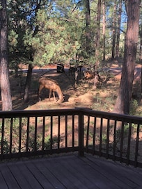 Elk in front yard of property