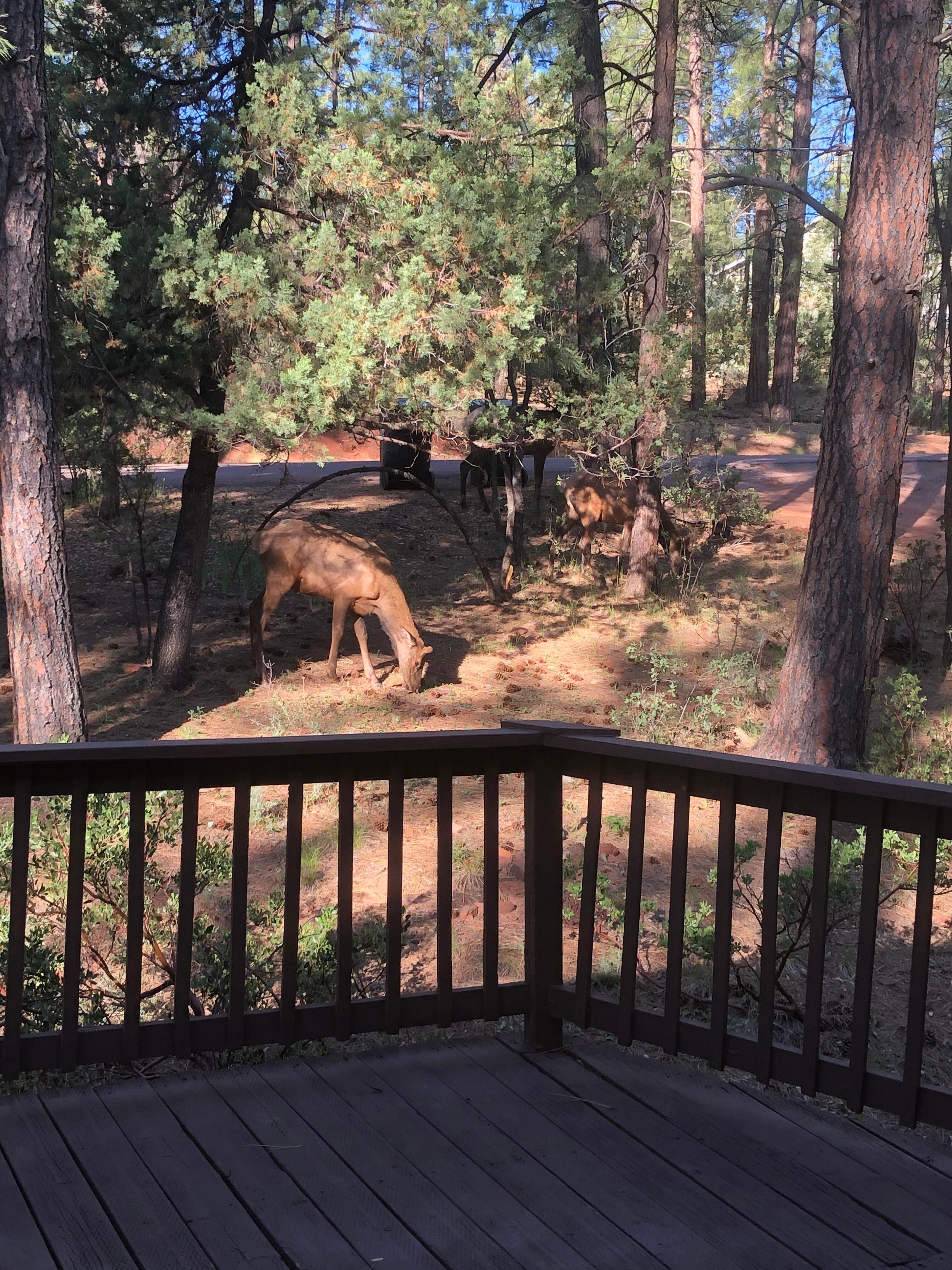 Elk in front yard of property