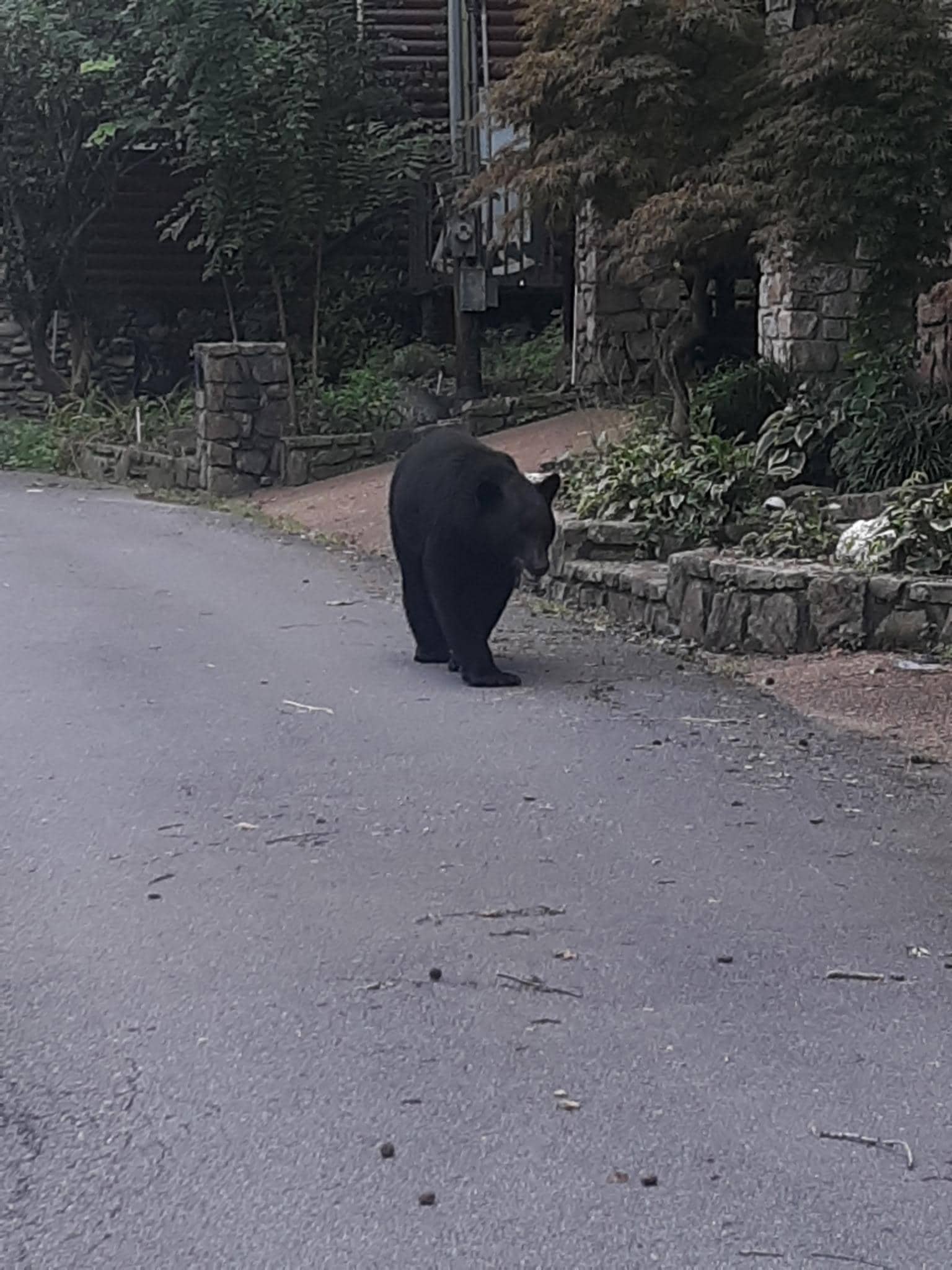 My husband took this picture.  He shewed him away but he decided to climb the wall and greet me too.