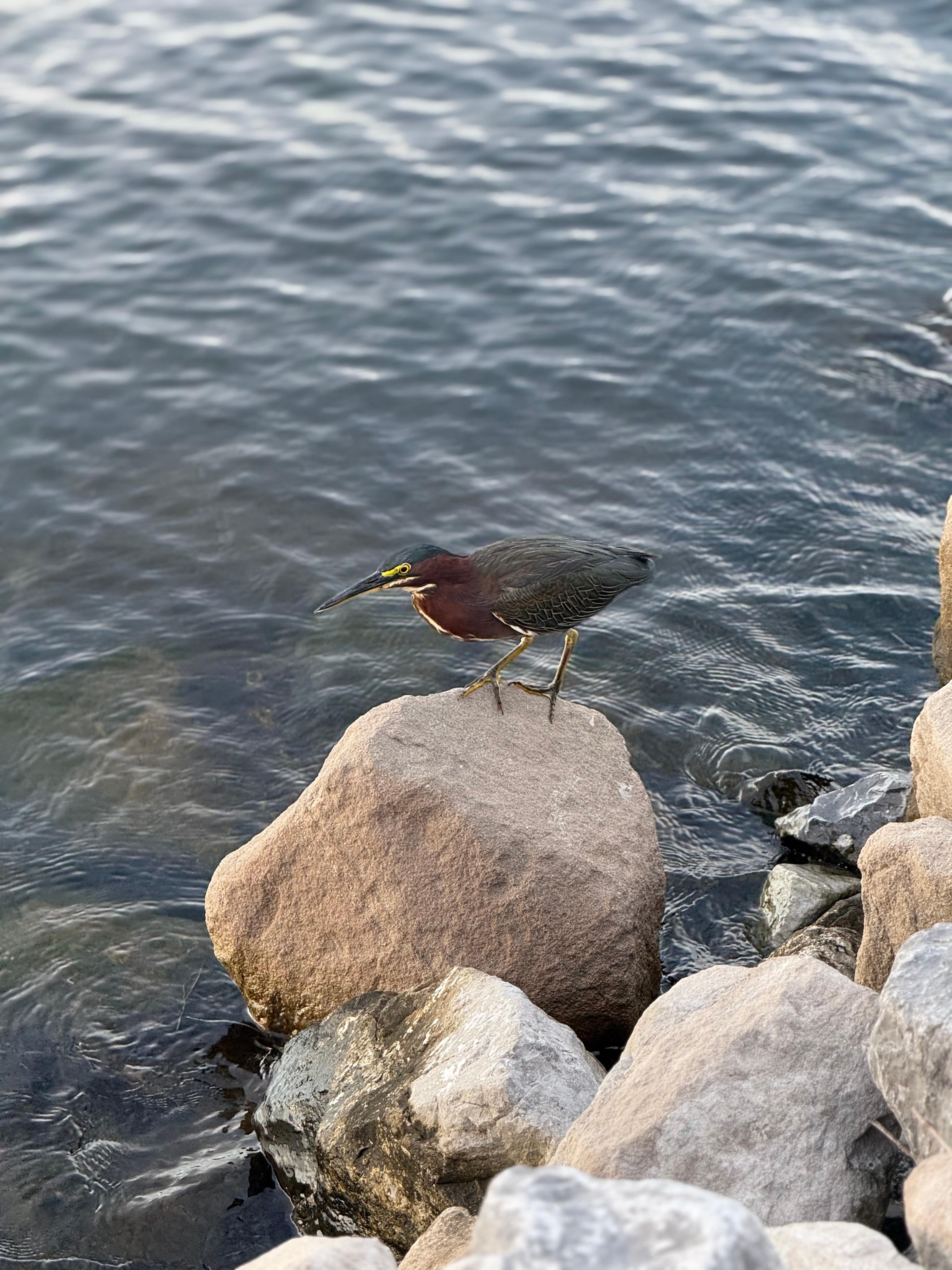 Back yard by the bay