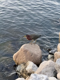 Back yard by the bay