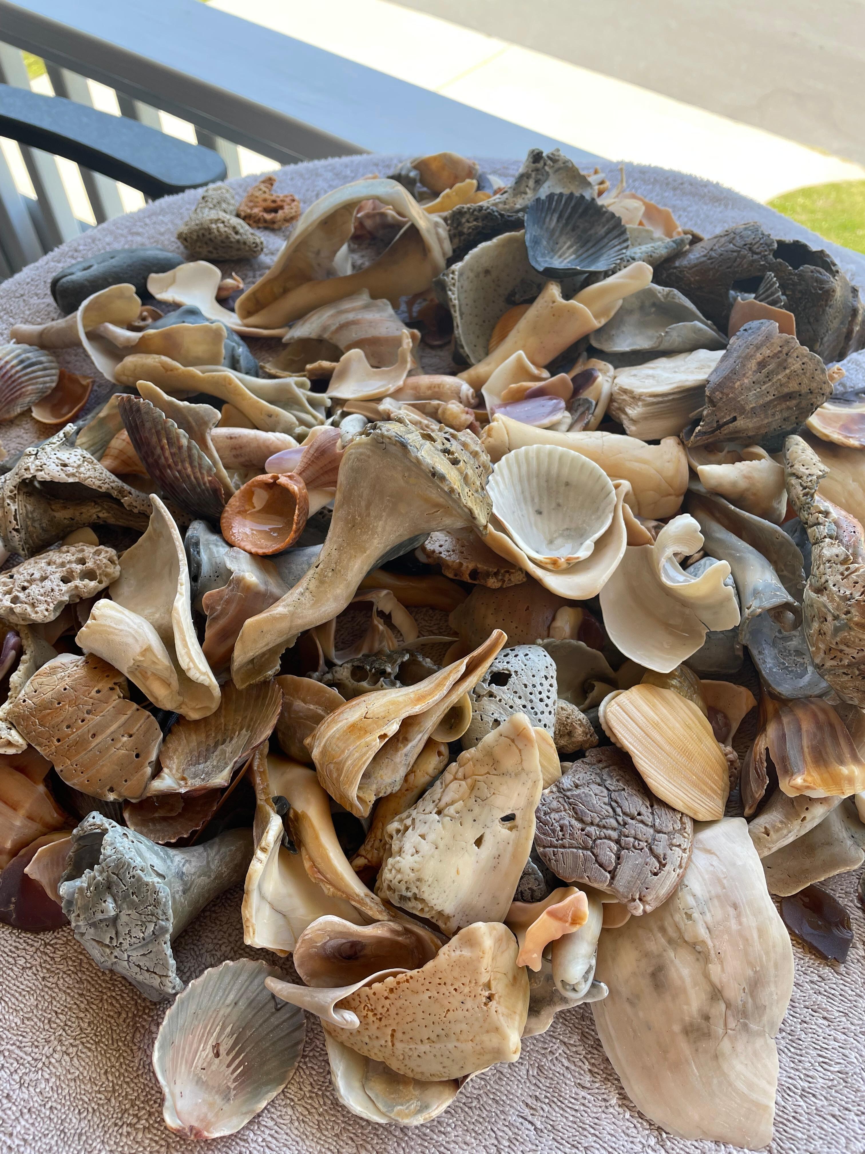 Searching for shells is a favorite activity.